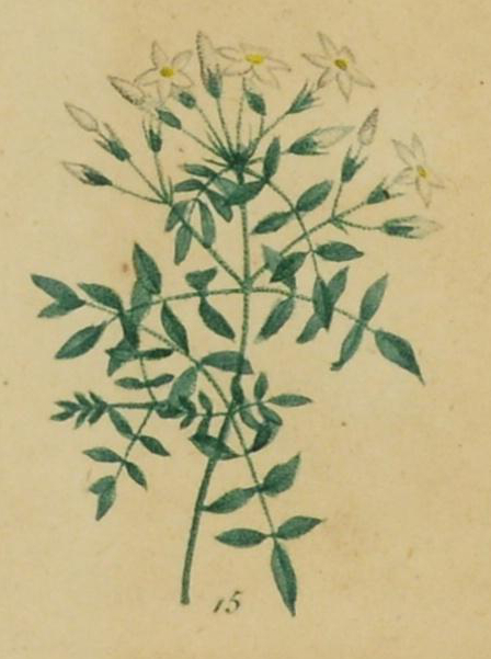 Illustration of Spanish jasmine with white flowers.